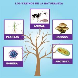 REINOS DE LA NATURALEZA