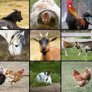animales en el mundo salvaje