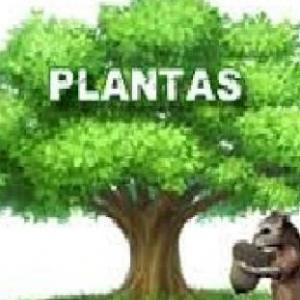 REINO PLANTAE