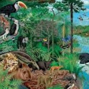 ECOSISTEMA/CADENA ALIMENTICIA