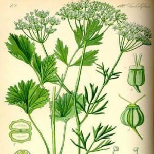 Nombres científicos de plantas