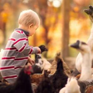 Animales Domésticos