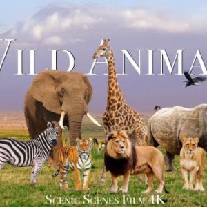 WILD ANIMALS