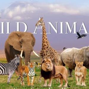 WILD ANIMALS
