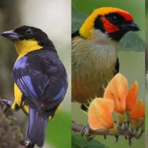 trivia de aves