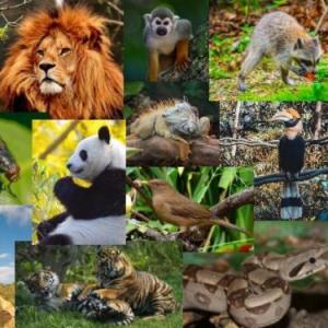 ANIMALES