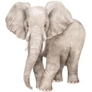 TINC TROMPA I NO SOC UN ELEFANT REPTE 3