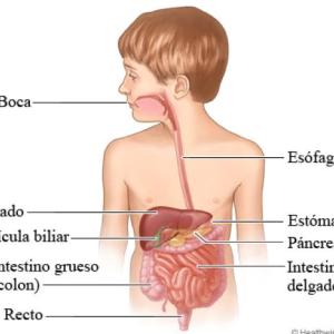 PARTES DEL APARATO DIGESTIVO