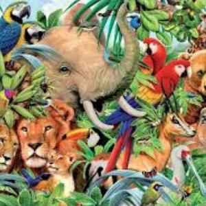 Coincidencias de grupos de animales