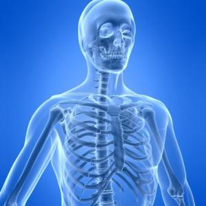 Skeletal System