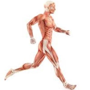 Muscles System