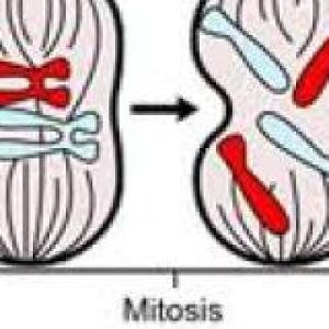 Descubre lo que es una Mitosis