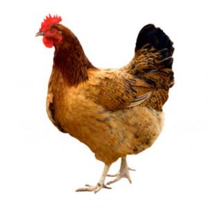 "La gallina"