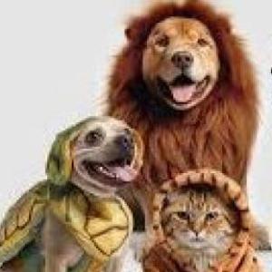 animals