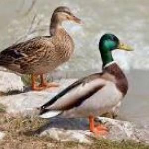 animals