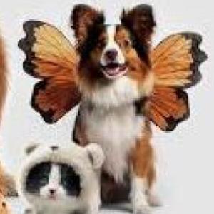 animals