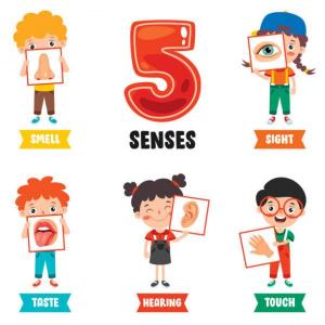 Five Senses