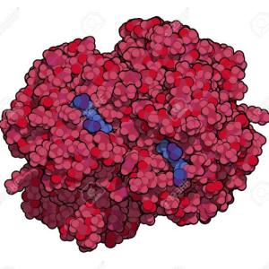 HEMOGLOBINA