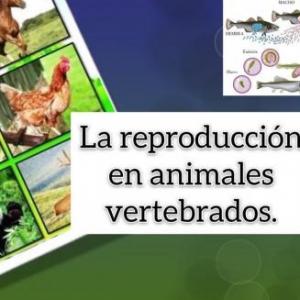 REPRODUCCIÓN DE LOS ANIMALES VERTEBRADOS