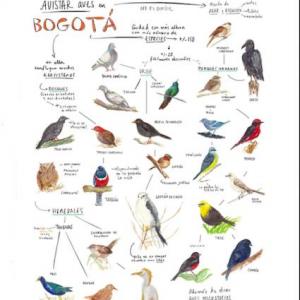 Aves de Bogotá