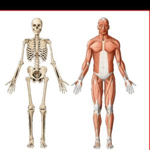 SISTEMA LOCOMOTOR 