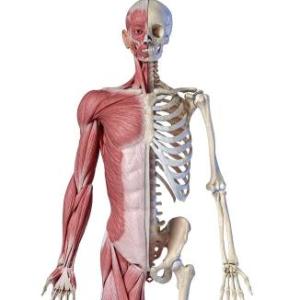 Sistema locomotor 