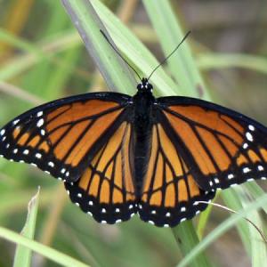 METAMORFOSIS Y LA MARIPOSA MONARCA