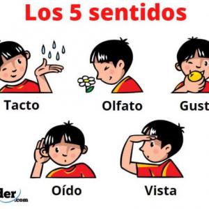 los sentidos