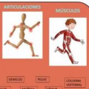 DINÁMICA ARTICULACIONES Y MÚSCULOS DEL CUELLO