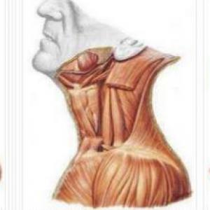 DINÁMICA MÚSCULOS DEL CUELLO