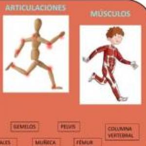 DINÁMICA MIXTA (ARTICULACIONES Y MÚSCULOS DEL CUELLO)