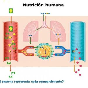 Sistemas de nutrición