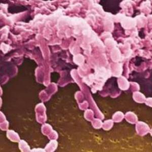MICROORGANISMOS 2