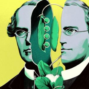 La Oca de las Leyes de Mendel
