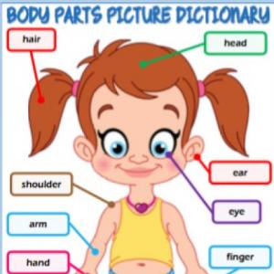 Body Parts