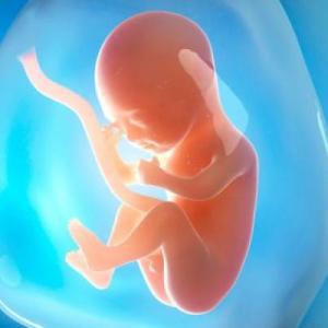 Imagen de portada del videojuego educativo: Etapa fetal, de la temática Salud