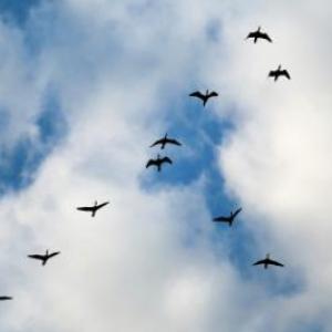 Los pajaros de mi barrio. Sala Naranja 2021