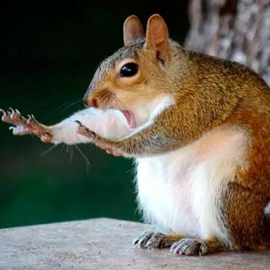 Curiosidades de animales