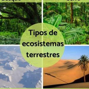 ECOSISTEMAS