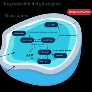 GLUCOGENOLISIS