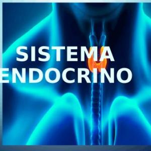 EL SISTEMA ENDOCRINO ES?