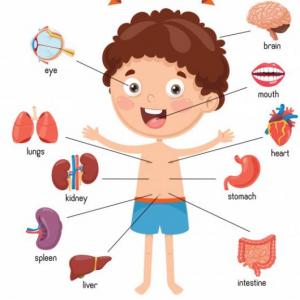 LAS PARTES DE NUESTRO CUERPO