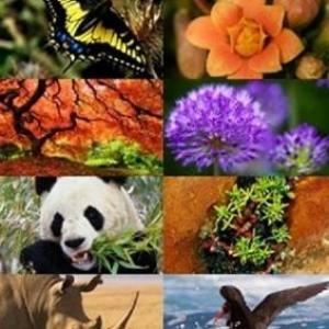 Patrones y tipos de biodiversidad
