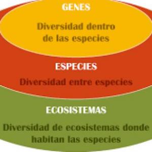Niveles de la biodiversidad