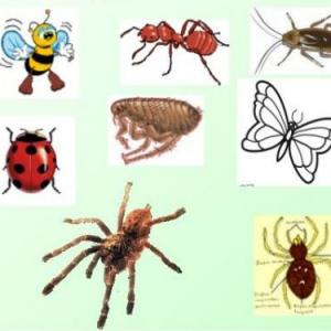 animales invertebrados