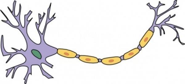 Memoria Neuronal