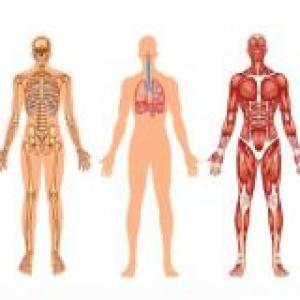 El Cuerpo Humano 