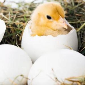 Actividades de recepción del pollito y primera semana de vida.