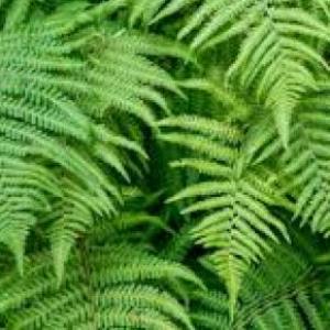 Plantas en tarjetas