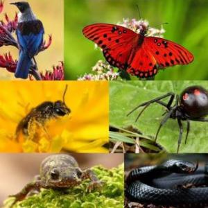 ANIMALES QUE NACEN DE HUEVOS